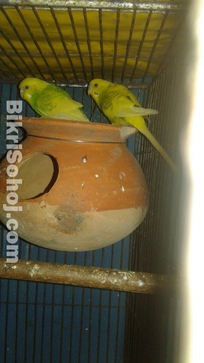 Full running green spangle budgriger pair pakhi